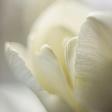 What You Need To Know About Rejuvenating Femininity with Labia Fat Grafting in Vancouver